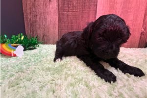 Grace - Peekapoo for sale