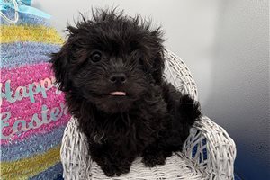 Grace - Peekapoo for sale