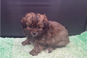 Gene - Peekapoo for sale