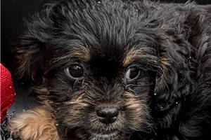 Bree - puppy for sale