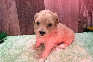 Gallie - Peekapoo for sale