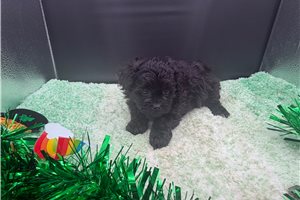 Grace - Peekapoo for sale