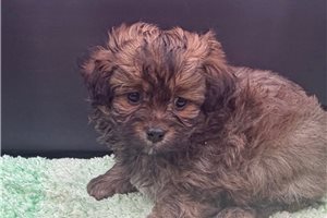 Gene - Peekapoo for sale