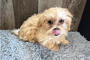 Bella - Peekapoo for sale