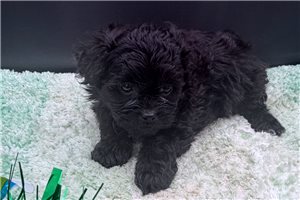 Grace - Peekapoo for sale