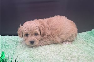 Gary - Peekapoo for sale