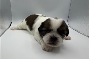 Jet - Pekingese for sale
