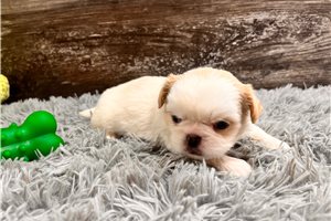 Bixby - puppy for sale