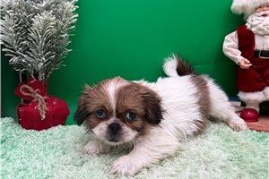 Gail - Pekingese for sale