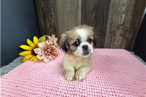 Jaci - Pekingese for sale