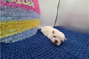 Ally - Pekingese for sale