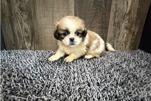 Jaci - Pekingese for sale