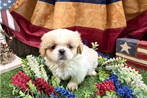 Boggie - Pekingese for sale