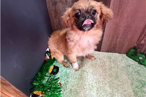 Bunny - Pekingese for sale
