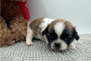 Baxter - Pekingese for sale