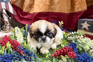 Baxter - Pekingese for sale