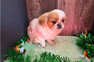 Almo - Pekingese for sale