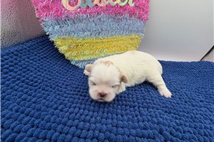 Albert - Pekingese for sale