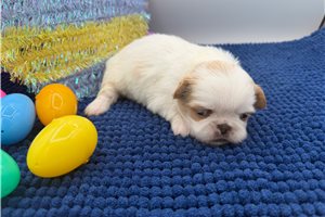 Abby - Pekingese for sale