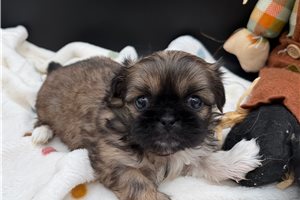 Delilah, a Pekingese puppy