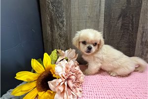 Jackie - Pekingese for sale