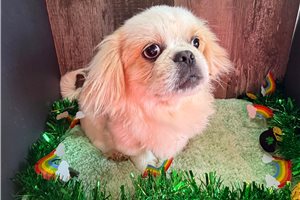 Amos - Pekingese for sale