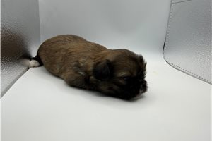 June - Pekingese for sale