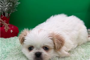 Babs - Pekingese for sale