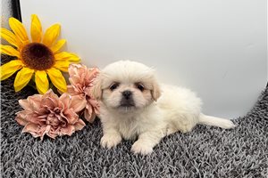 Ally - Pekingese for sale