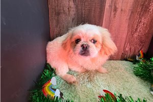 Andy - Pekingese for sale
