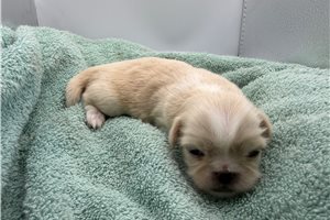 Jackie - Pekingese for sale