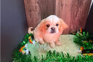 Austin - Pekingese for sale
