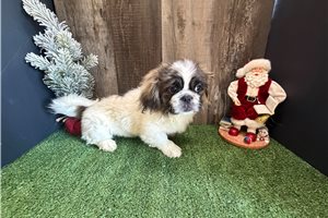 Bruce - puppy for sale