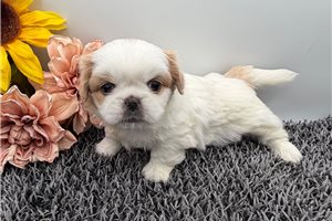 Bambi - Pekingese for sale