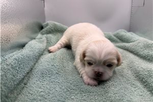 Jake - Pekingese for sale