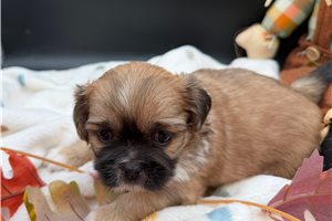 Dixie, a Pekingese puppy