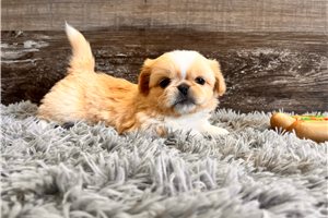 Brodi - puppy for sale