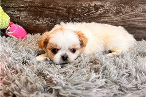 Brandy - puppy for sale