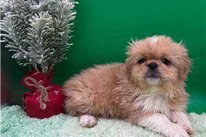 Gala - Pekingese for sale