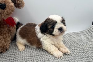 Bella - puppy for sale