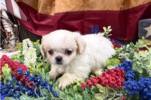 Brylie - Pekingese for sale