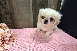 Jaci - Pekingese for sale