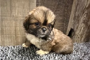June - Pekingese for sale