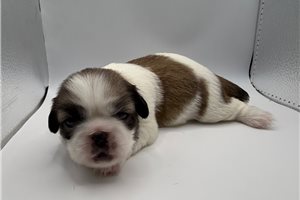 Jaci - Pekingese for sale