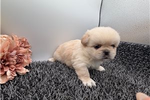 Thoro - Pekingese for sale