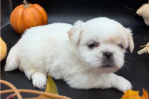 Daphne, a Pekingese puppy