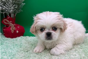 Breeze - Pekingese for sale