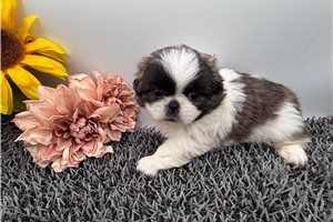 Trixie - Pekingese for sale