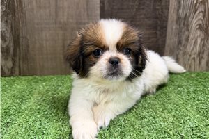 Jet - Pekingese for sale