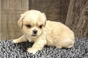 Jackie - Pekingese for sale